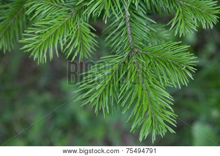Natural spruce branches, needles closeup. Christmas greens