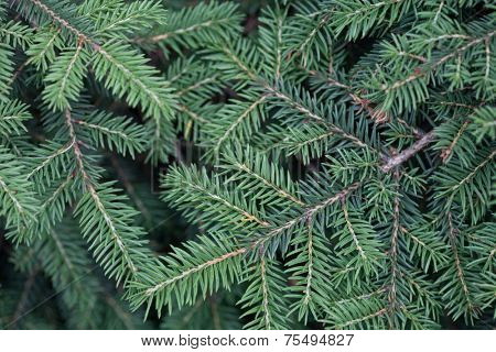 Natural spruce branches, needles closeup. Christmas greens