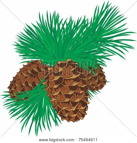 Cedar cones