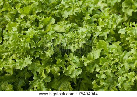 Young seedlings of lettuce in the field