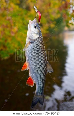 Chub caught on a plastic bait against autumn foliage