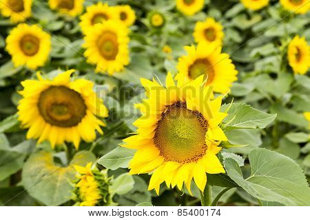 Large Happy Sunflower And Sunflower Oil Crop On A Sunny Day