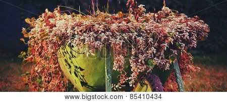 green rustic wheelbarrow full of colorful flowers on a grass lawn red variant. painting blur