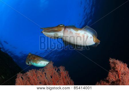 Pharaoh Cuttlefish