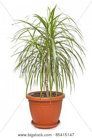 House Plant potted plant isolated on white 