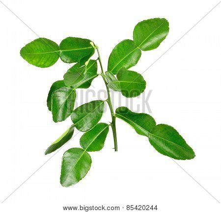 Bergamot Leaves On White Background