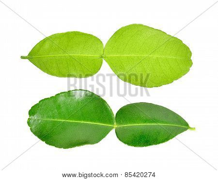 Bergamot Leaf On White Background
