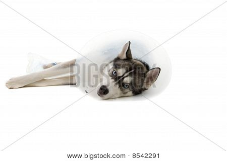 ลูกสุนัขที่ป่วย