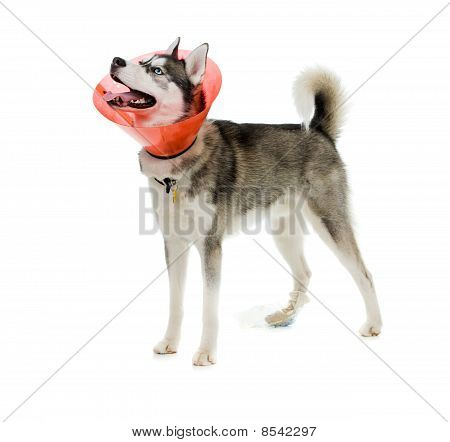 ลูกสุนัขที่ป่วย