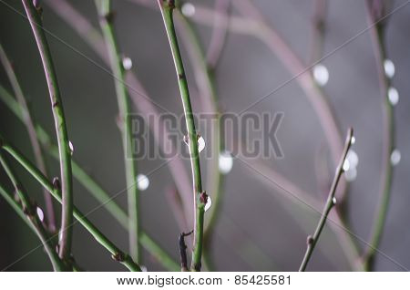 water drops on the branches