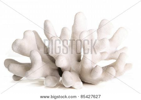 Sea Coral