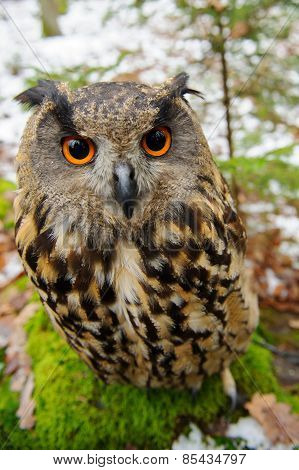 Closeup Eurasian Eagle-owl