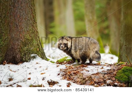 Raccoon Dog