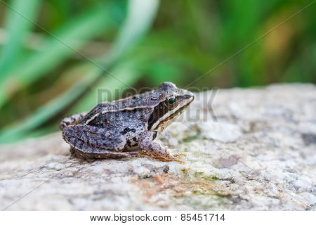 Frog On Rock