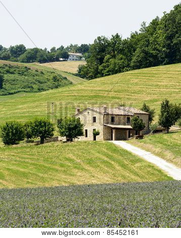 Marches (italy): Summer Landscape