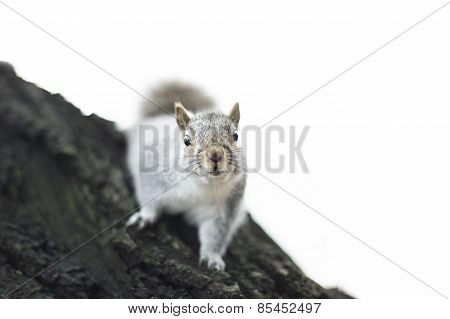 Squirrel over a tree