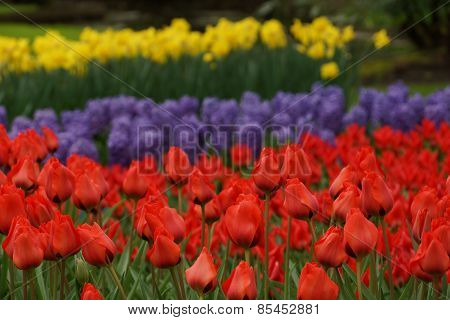 Red Tulips