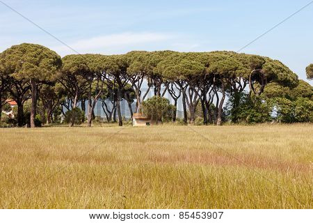 Italian stone pine