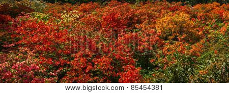 Rhododendrons