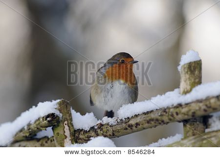 Robin Redbreast
