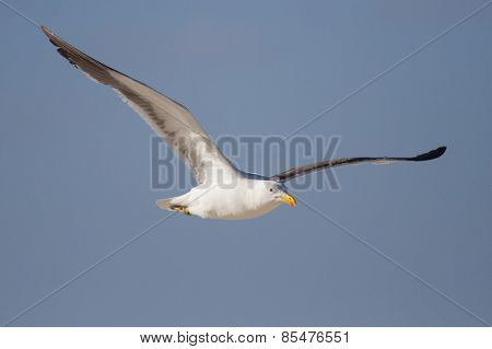 Lone Black Back Gull Flying In Bright Blue Sky