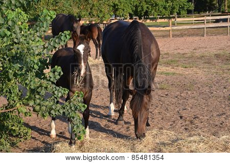 Bay Colt With Mother