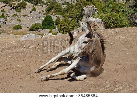 Donkey Lying In The Dust Under The Archa