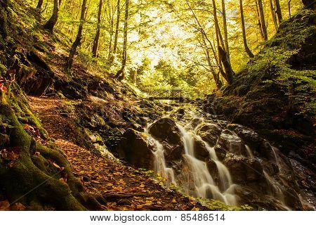River In Forest