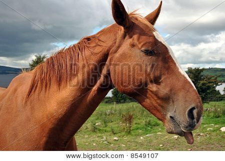 Maronen Pferd mit seiner Zunge heraus