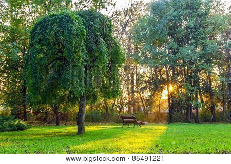 Sunset In Park