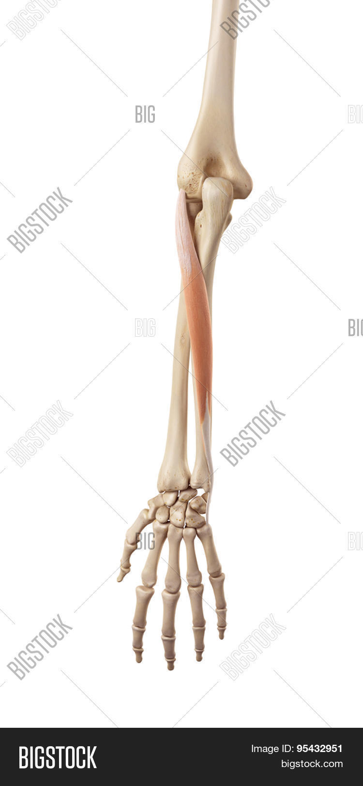 Medical Accurate Image & Photo (Free Trial) | Bigstock