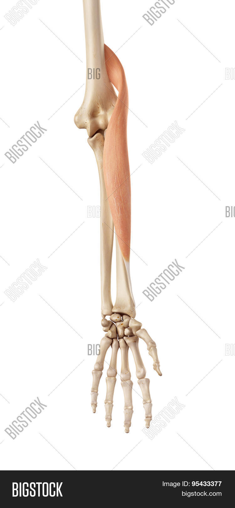 Medical Accurate Image & Photo (Free Trial) | Bigstock