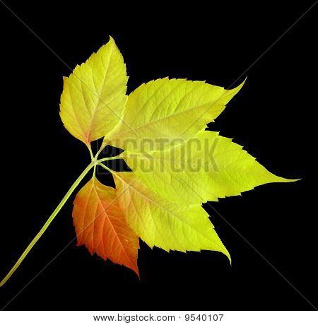 Hoja de otoño
