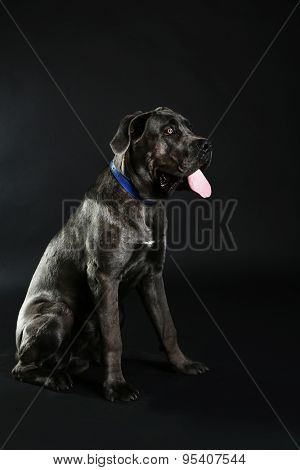 Cane corso italiano dog on black background