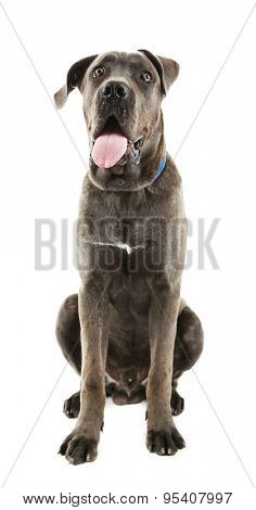 Cane corso italiano dog, isolated on white