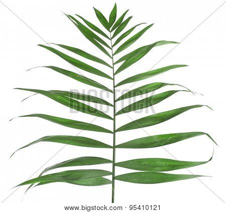 Beautiful palm leaf isolated on white