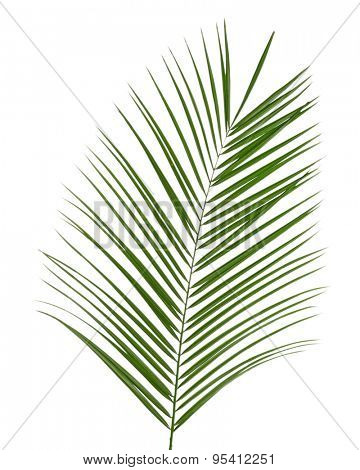 Beautiful palm leaf isolated on white