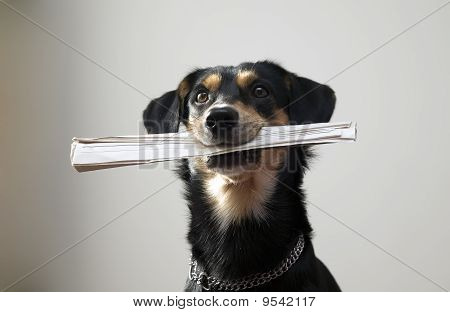 Hund med Metal kæde holder avis