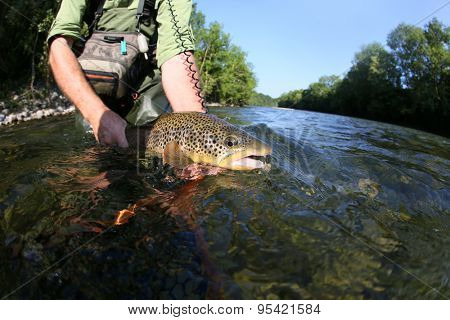 Closeup of fly-fisherman holding brown truit in river