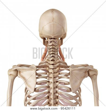 medical accurate illustration of the scalene middle