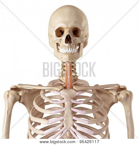 medical accurate illustration of the sternohyoid