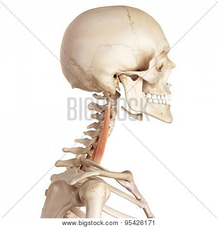 medical accurate illustration of the scalene middle