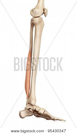 medical accurate illustration of the flexor hallucis 