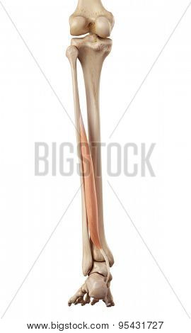medical accurate illustration of the flexor hallucis