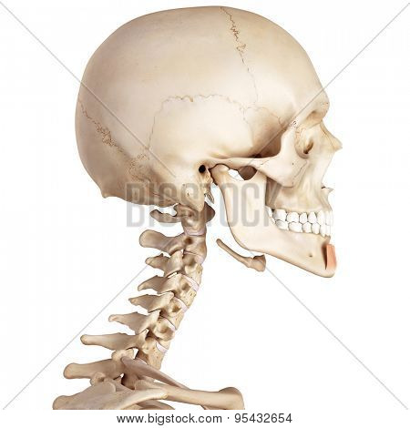 medical accurate illustration of the mentalis