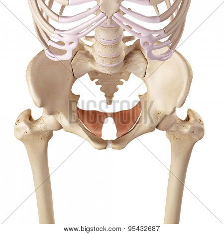 medical accurate illustration of the coccygeus