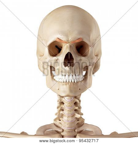 medical accurate illustration of the corrugator supercilii