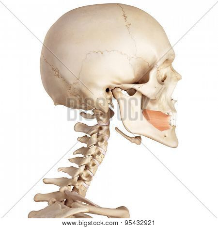medical accurate illustration of the buccinator