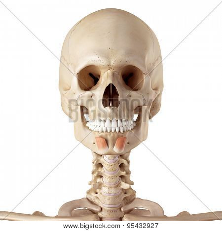 medical accurate illustration of the mentalis