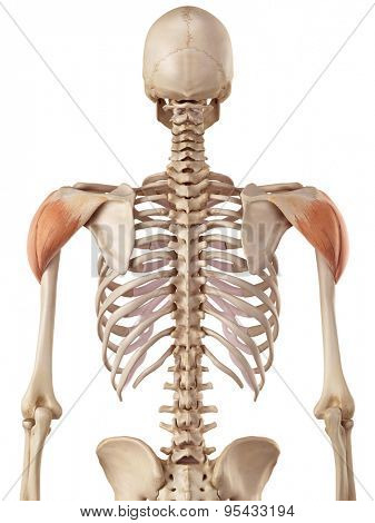 medical accurate illustration of the deltoid